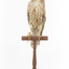 Common Buzzard taxidermy specimen standing on a wooden perch, facing front