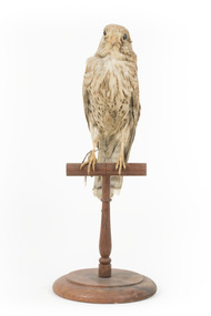 Common Buzzard taxidermy specimen standing on a wooden perch, facing front