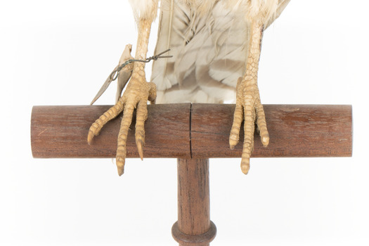 Common Buzzard facing front, close up of base, with swing and metal tags hanging off the bird's right foot.