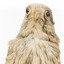 Common Buzzard facing front, close up