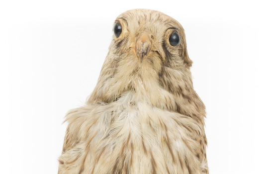 Common Buzzard facing front, close up