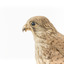 Common Buzzard facing left, close up