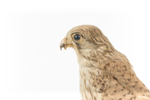 Common Buzzard facing left, close up