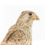 Common Buzzard facing right, close up