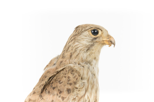 Common Buzzard facing right, close up