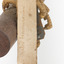 Common Buzzard facing right, close up of identification swing tag, obverse