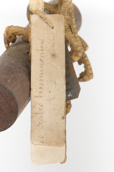 Common Buzzard facing right, close up of identification swing tag, obverse