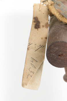 Common Buzzard facing right, close up of identification swing tag, reverse