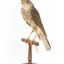 Nankeen Kestrel facing front left