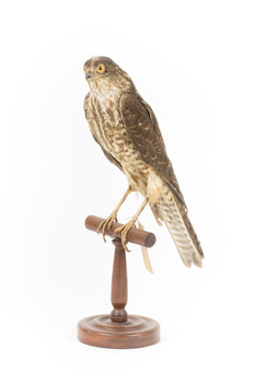 Nankeen Kestrel facing front left