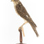 Nankeen Kestrel facing left