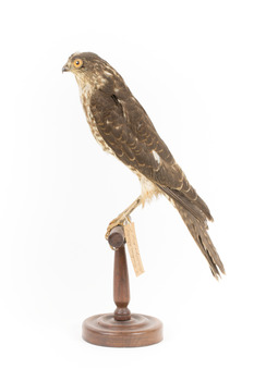 Nankeen Kestrel facing left
