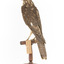 Nankeen Kestrel facing back left