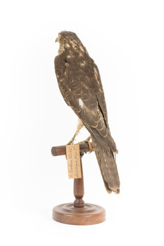 Nankeen Kestrel facing back left