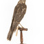 Nankeen Kestrel facing back right