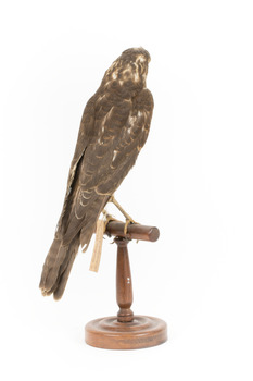 Nankeen Kestrel facing back right