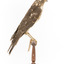 Nankeen Kestrel facing right