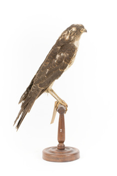 Nankeen Kestrel facing right