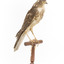 Nankeen Kestrel facing front right
