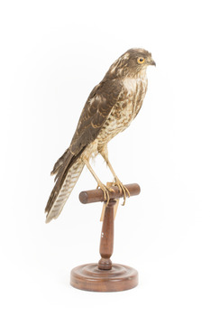 Nankeen Kestrel facing front right
