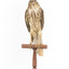 Nankeen Kestrel standing on wooden perch facing front