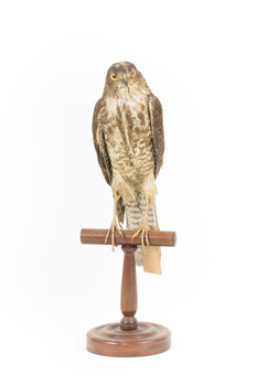 Nankeen Kestrel standing on wooden perch facing front