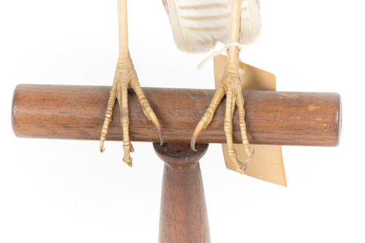 Nankeen Kestrel facing front, close up of base