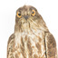 Nankeen Kestrel facing front, close up