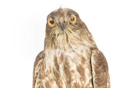 Nankeen Kestrel facing front, close up