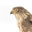 Nankeen Kestrel facing left, close up