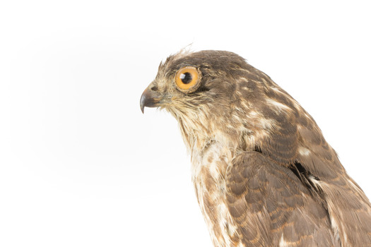 Nankeen Kestrel facing left, close up