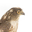 Nankeen Kestrel facing right, close up