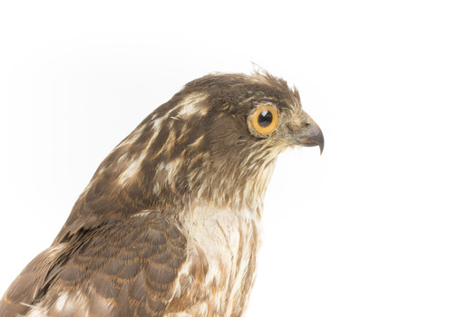 Nankeen Kestrel facing right, close up