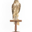 Nankeen Kestrel facing front, with head slightly turned to right side