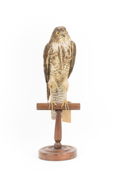 Nankeen Kestrel facing front, with head slightly turned to right side