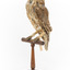 Morepork/Tasmanian Spotted Owl standing on wooden perch facing forward