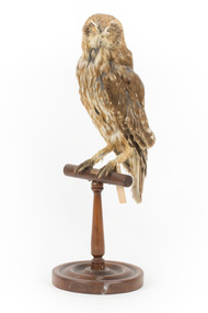 Morepork/Tasmanian Spotted Owl standing on wooden perch facing forward