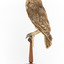 Morepork/Tasmanian Spotted Owl standing on wooden perch facing side