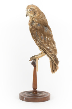 Morepork/Tasmanian Spotted Owl standing on wooden perch facing side