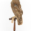 Morepork/Tasmanian Spotted Owl standing on wooden perch facing back left)