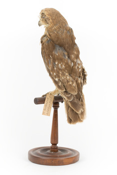 Morepork/Tasmanian Spotted Owl standing on wooden perch facing back left)