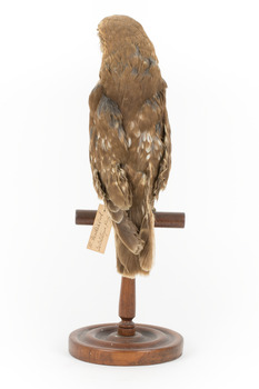 Morepork/Tasmanian Spotted Owl standing on wooden perch facing back