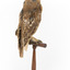 Morepork/Tasmanian Spotted Owl standing on wooden perch facing back right)