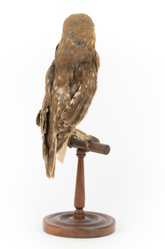 Morepork/Tasmanian Spotted Owl standing on wooden perch facing back right)