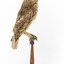 Morepork/Tasmanian Spotted Owl standing on wooden perch facing side)