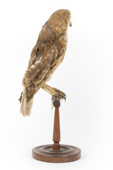 Morepork/Tasmanian Spotted Owl standing on wooden perch facing side)