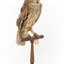Morepork/Tasmanian Spotted Owl standing on wooden perch facing front right)