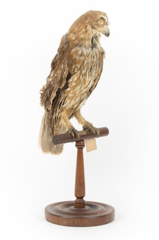Morepork/Tasmanian Spotted Owl standing on wooden perch facing front right)