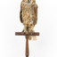 Morepork/Tasmanian Spotted Owl standing on wooden perch facing front