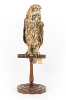 Morepork/Tasmanian Spotted Owl standing on wooden perch facing front